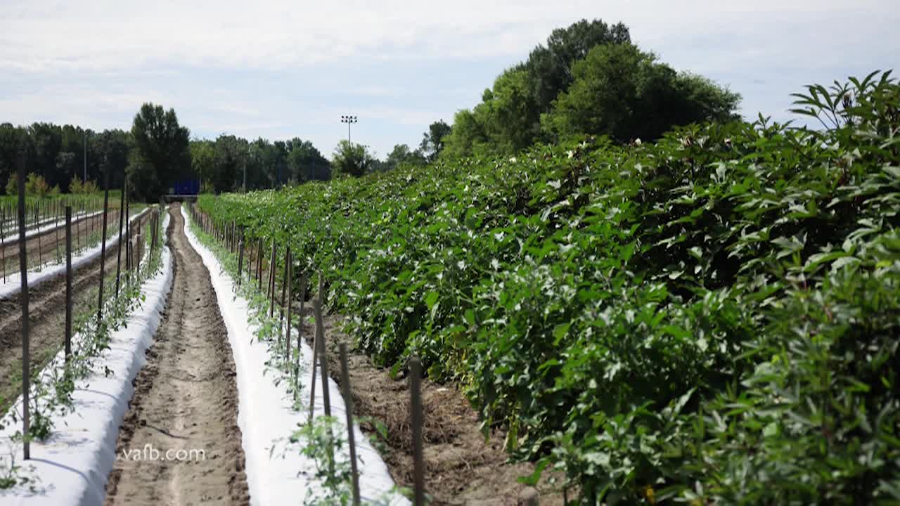 Thumbnail image for Real Virginia September B 2025