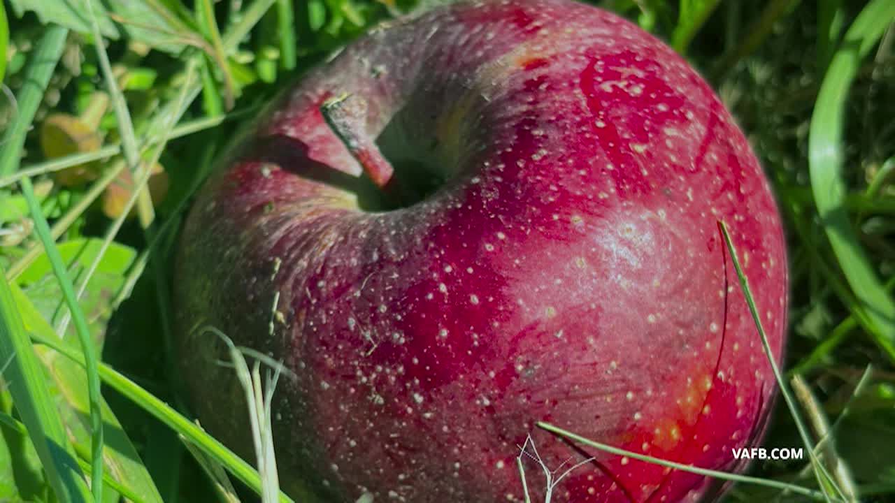 Real Virginia November A 2025