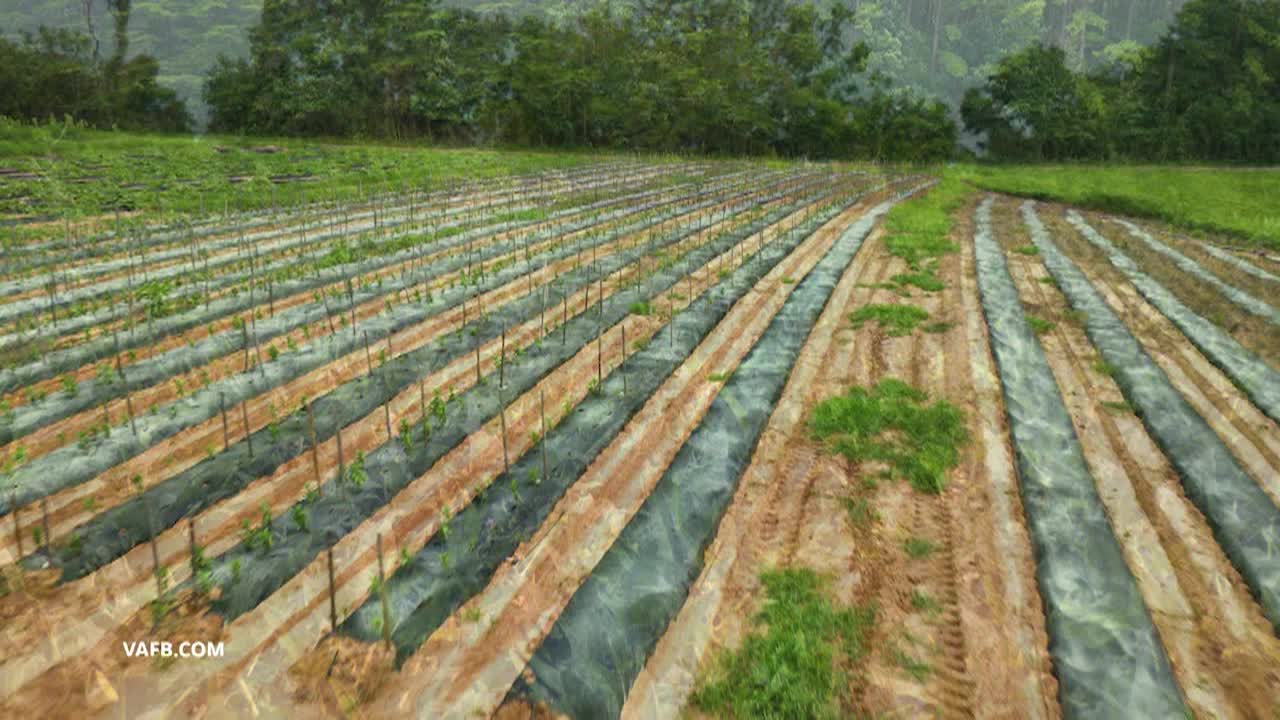 Real Virginia January A 2026