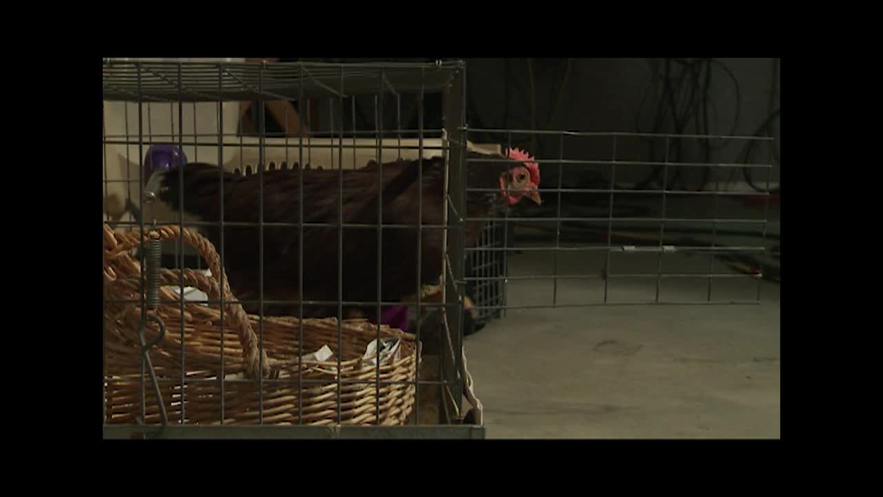 The Alley 99 Show - Chickens