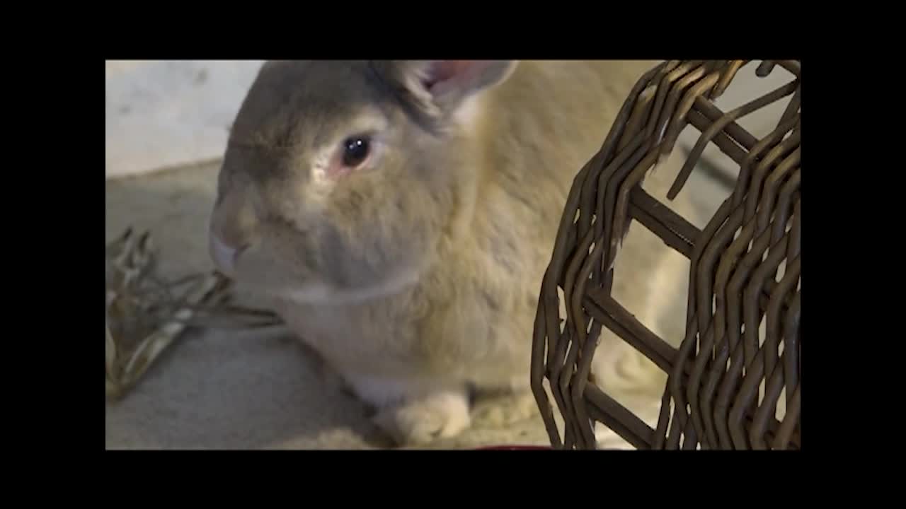 Thumbnail image for Calvin's Corner - Peter Rabbit